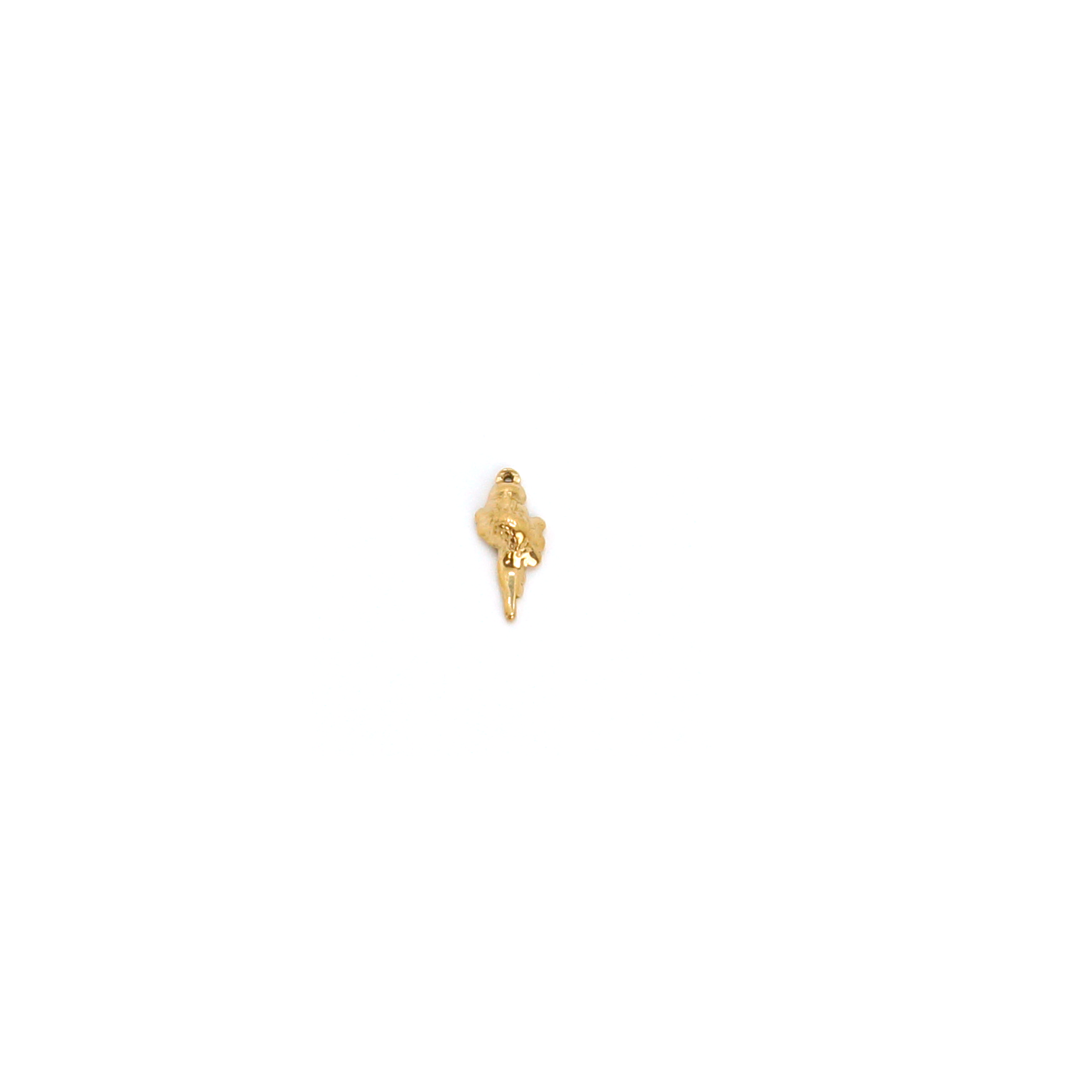 Petit coquillage des plages